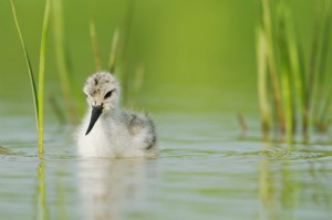 De kwetsbare natuur